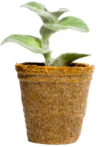 Tradescantia Sillamontana Image